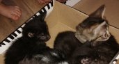 Ярославец нашел в лесу коробку с котятами