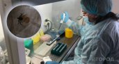 В Ярославле рассказали о заражении через клещей боррелиями и энцефалитом