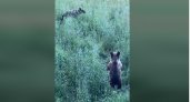 Медведи из ярославских лесов стали чаще выходить к людям