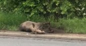 Сбитого лосенка в Ярославле оставили умирать на дороге