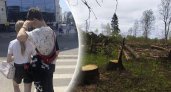 В Рыбинске на Аллее Славы массово спилили аварийные деревья