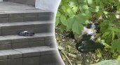  В Ленинском районе Ярославля произошел массовый мор птиц