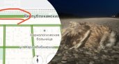 Ярославские водители просят убирать мертвых животных с дороги
