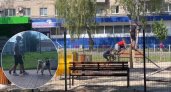 Под Ярославлем детям запретили гулять на площадках для собак под угрозой штрафа