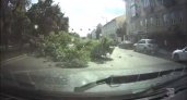 В Ярославле в центре города большое дерево упало прямо на проезжую часть. Видео