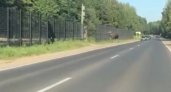 В Ярославле на камеру попал гуляющий по проезжей части лось. Видео