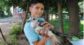 Ребенок с большим сердцем: в Ярославской области 11-летний мальчик с семи лет спасает птиц