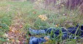  В Тверицком бору нашли труп молодого ярославца