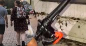 В Ярославле в целый дом страдает из-за квартиры с полчищем тараканов