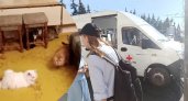 Двадцать кошек под Ярославлем обречены на голодную смерть из-за впавшей в кому хозяйки