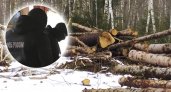 В Ярославле ФСБ взяла расхитителя российских лесов