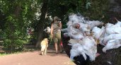 "Ходим с электрошокером": стая агрессивных собак держит в страхе город Ярославской области
