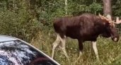 В Заволжском районе заметили огромных размеров лося