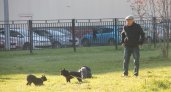 После череды скандалов в Ярославле открыли площадку для дрессировки собак 