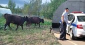 "Рогатые злодейки": под Ярославлем банда коров терроризирует местных жителей