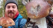 "Нашел гиганта": ярославцы хвастаются грибами аномальных размеров
