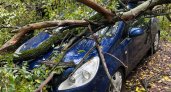 В Ярославле рухнувшее дерево разбило три машины