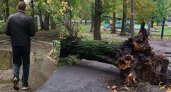 В Ярославле дерево рухнуло перед выходящими из подъезда людьми 
