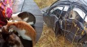 В Ярославле после смертельного ДТП сиротами остались шесть кошек