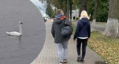 «Пару не нашел»: ярославцы просят помочь беспомощному одинокому лебедю 