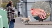 Бездомная собака перегрызла ярославне руку за защиту питомца 