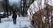 В Переславле дикая рысь застряла на дереве 