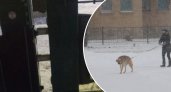 «Зачем тогда ставили»: в Ярославле перед собаководами захлопнули двери площадки для выгула