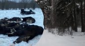 "Кровавое скопище тел": в Ярославской области охотники массово расстреляли животных