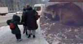 Раненого запуганного енота нашли под Ярославлем