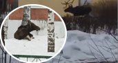 В Ярославской области на территорию детского сада забежал лось