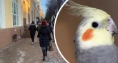 "Зовет на помощь": в Ярославле потерялся попугай корелла