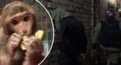 Голодная и в стрессе: что стало с обезьянкой-заложницей нарколаборатории под Ярославлем