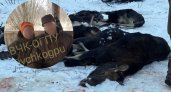 Депутат госдумы обнародовал имена браконьеров, устроивших под Ярославлем дикую охоту