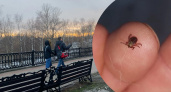 В Ярославле повылезали первые смертоносные клещи 