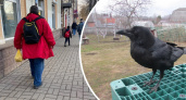 «Прилетает на аплодисменты»: в Ярославской области поселился гавкающий на людей ворон 