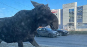 По оживленному проспекту Авиаторов прогуливается дикий лось