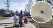 "Впился полумертвый": в Ярославле с вернувшегося из садика ребенка сняли клеща