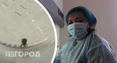  В Ярославле каждый третий клещ заражен боррелиозом и уже выявлен энцефалит 