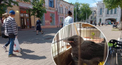 "Докурил и пнул": в Ярославле спасли избитого мужчиной птенца чайки 