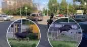 "Лосёнок преодолевает препятствия": на улицах Ярославля снова заметили дикое животное