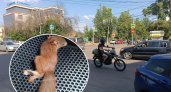 "Ноги переехали": в Ярославле ищут дом для обездвиженной белки