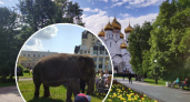По центру Ярославля прогуливается 48-летняя слониха