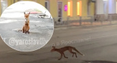 "Сбежала из концлагеря": ярославцев просят накормить бегающую в центре худую лису