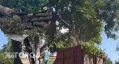 В Ярославле на площади Труда вырубают деревья