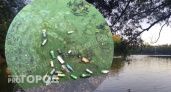  Бутылки и мертвые утки: в центре Ярославле позеленела река