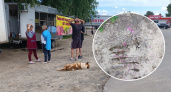 В Ярославле нашли напичканную отравой площадку для собак