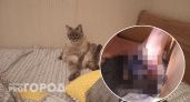 "Душит котят": в соцсетях рассказывают о парне-живодере