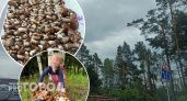 Полтысячи белых грибов маленькие девочки набрали в лесу Ярославля