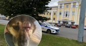 В Ярославле неизвестные жестоко избили нескольких бездомных собак 