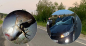В Ярославской области водитель попал в ДТП из-за лося